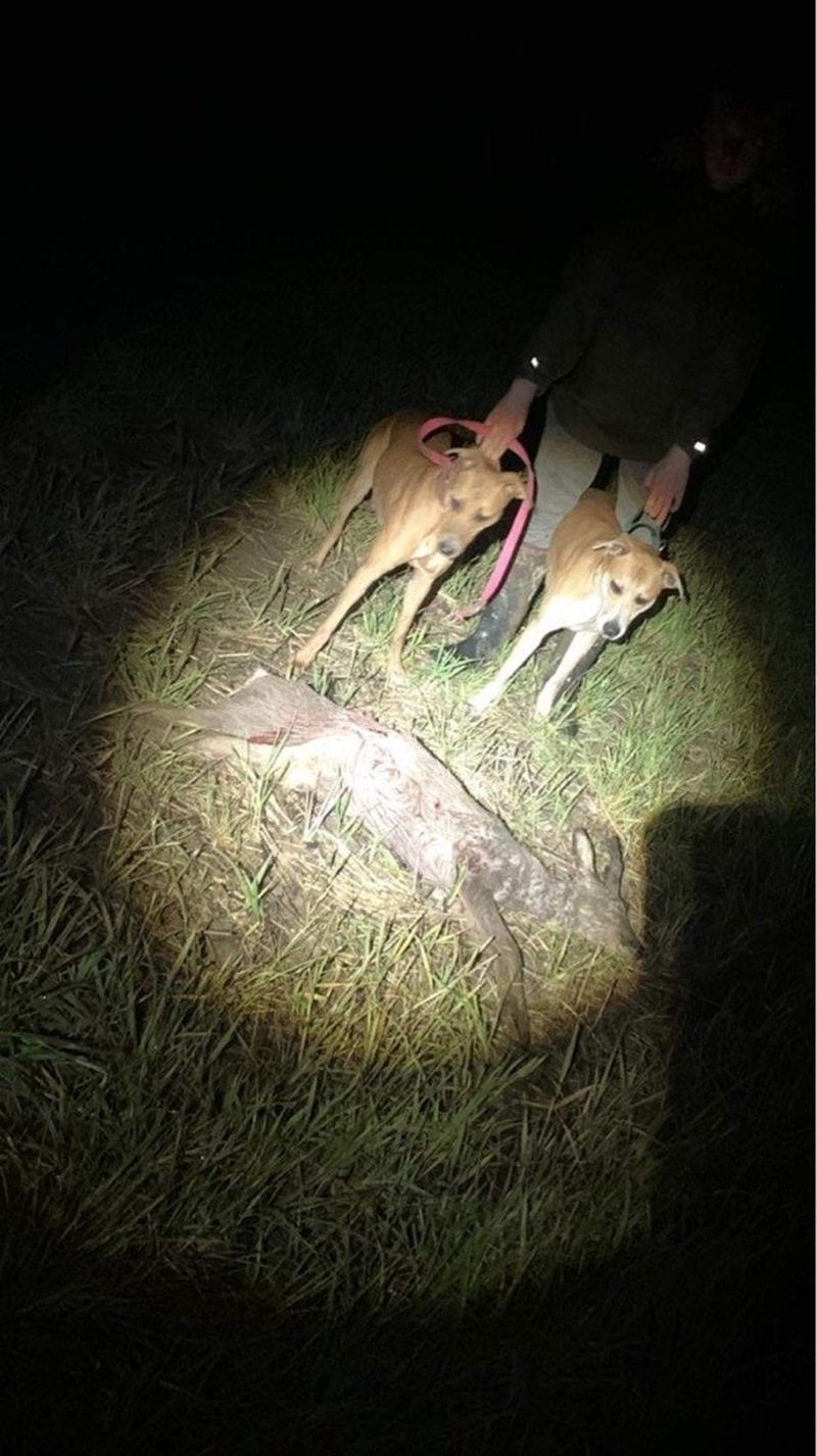 Other image for Man set dogs on wild animals in ‘horrific abuse’